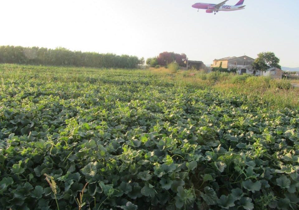 La Cooperativa Agrícola del Prat es mostra contrària a l’ampliació de la tercera pista de l’aeroport, que suposarà una pèrdua irreparable de terrenys de conreu i zones protegides